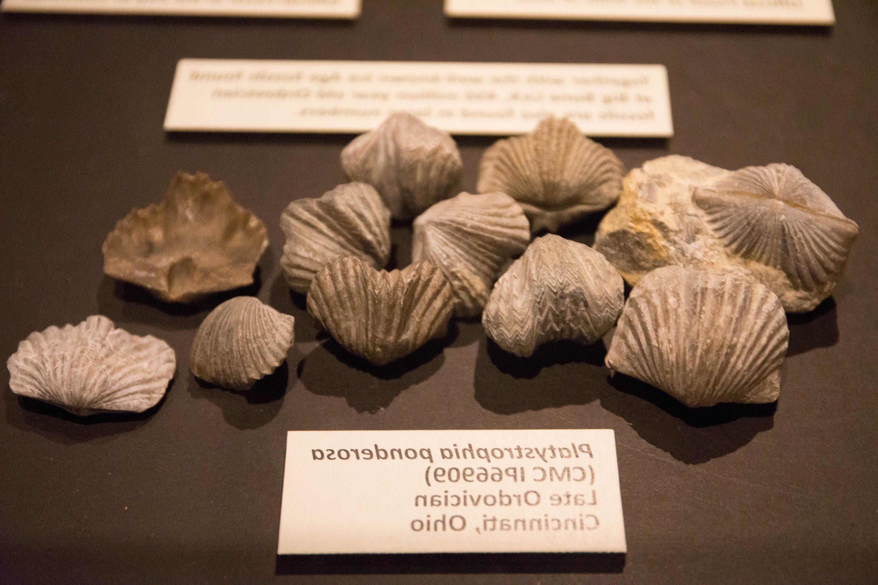 photo of fossils